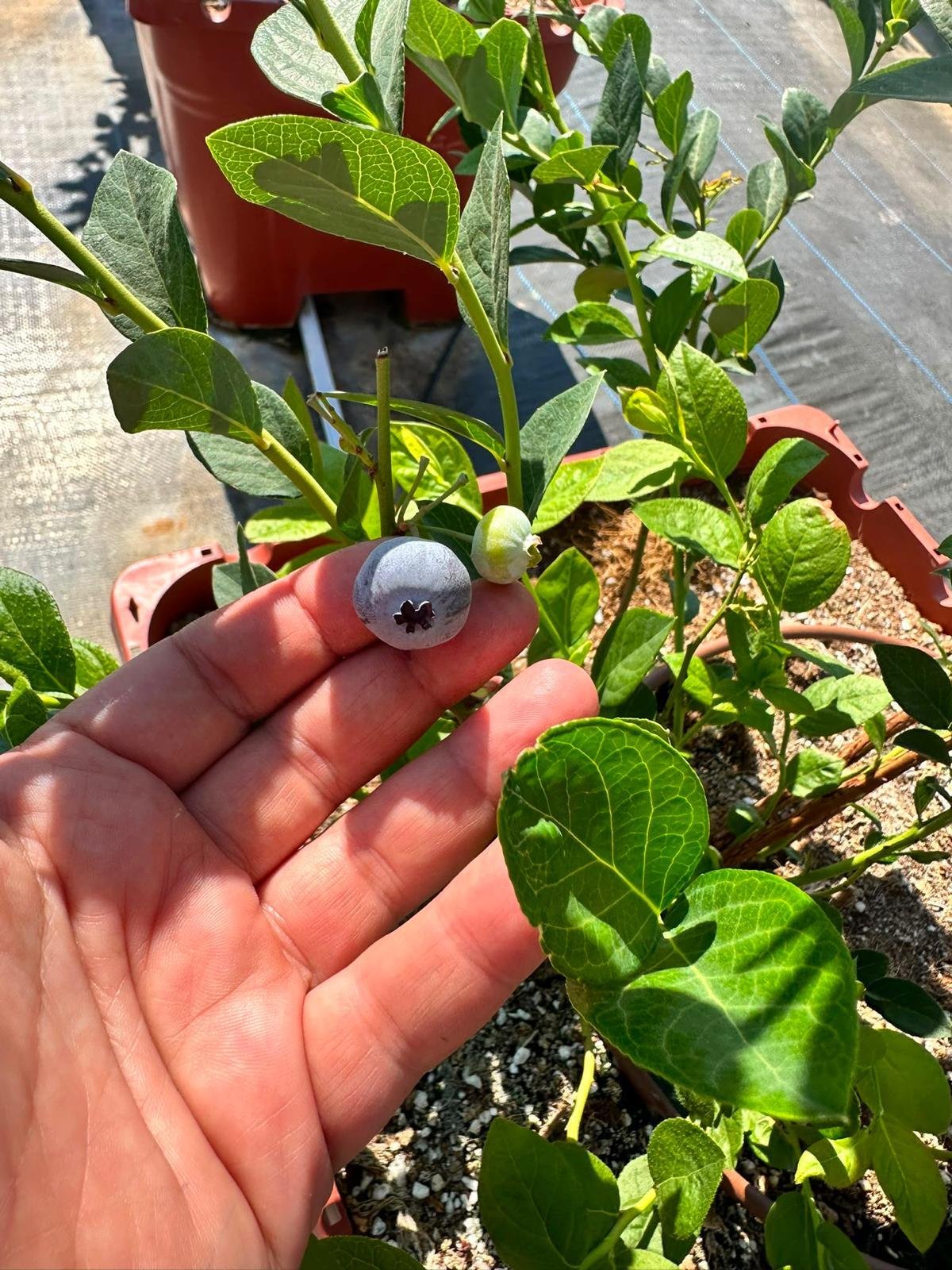 Glowberry çiftliğinde sabah hasadı